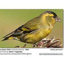Attēlu rezultāti vaicājumam “Carduelis spinus male”