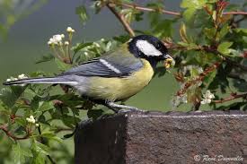 Attēlu rezultāti vaicājumam “Parus major male”