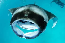 Image result for Mobula alfredi