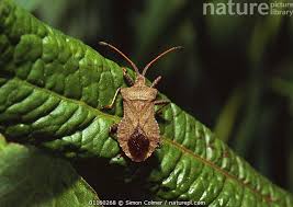 Attēlu rezultāti vaicājumam “Coreus marginatus”