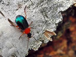 Attēlu rezultāti vaicājumam “Lebia chlorocephala”