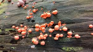 Attēlu rezultāti vaicājumam “Lycogala leopardinum macro”