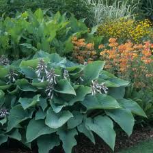 Image result for Hosta sieboldiana 'Elegans'
