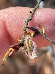 Attēlu rezultāti vaicājumam “Ulmus laevis fruit”