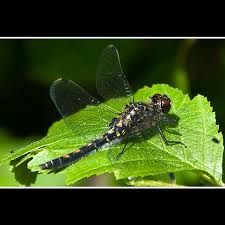 Attēlu rezultāti vaicājumam “Leucorrhinia dubia”