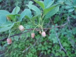 Attēlu rezultāti vaicājumam “Menziesia ferruginea”