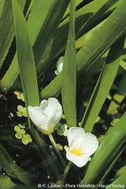 Attēlu rezultāti vaicājumam “Stratiotes aloides flower”