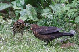 Attēlu rezultāti vaicājumam “Turdus philomelos juvenile”
