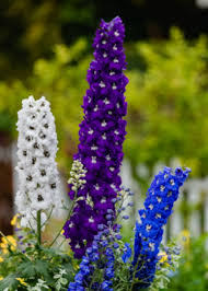 Attēlu rezultāti vaicājumam “Delphinium elatum  flower”