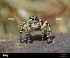 Attēlu rezultāti vaicājumam “Aelurillus v-insignitus”