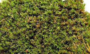 Attēlu rezultāti vaicājumam “Didymodon rigidulus”