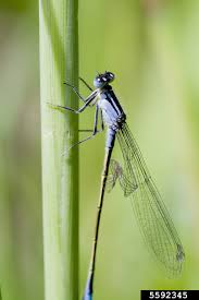 Attēlu rezultāti vaicājumam “Ischnura elegans”