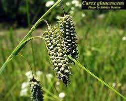 Attēlu rezultāti vaicājumam “Carex acutiformis fruit”