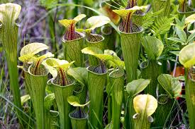 Attēlu rezultāti vaicājumam “Saelania glaucescens sporophyte”