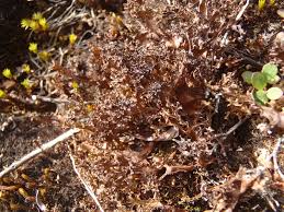 Attēlu rezultāti vaicājumam “Cetraria ericetorum”