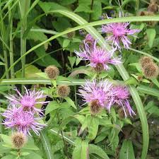 Attēlu rezultāti vaicājumam “Centaurea phrygia flower”