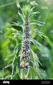 Attēlu rezultāti vaicājumam “Leonurus quinquelobatus leaf”