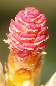 Attēlu rezultāti vaicājumam “Pinus sylvestris female flower”