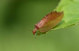 Attēlu rezultāti vaicājumam “Drepanepteryx phalaenoides”