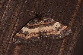 Attēlu rezultāti vaicājumam “Earophila badiata”