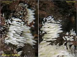 Attēlu rezultāti vaicājumam “Mucronella calva”