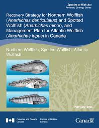 Image result for Anarhichas denticulatus