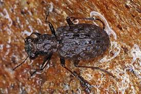 Attēlu rezultāti vaicājumam “Elaphrus cupreus”