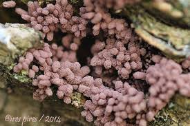 Attēlu rezultāti vaicājumam “Arcyria incarnata”