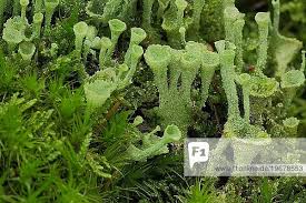 Attēlu rezultāti vaicājumam “Cladonia pyxidata”