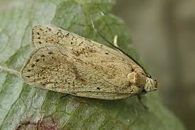 Attēlu rezultāti vaicājumam “Agonopterix ciliella imago”