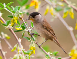 Attēlu rezultāti vaicājumam “Sylvia atricapilla”