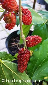 Attēlu rezultāti vaicājumam “Morus alba”