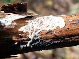 Attēlu rezultāti vaicājumam “Diderma floriforme”