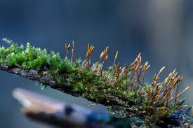 Attēlu rezultāti vaicājumam “Pylaisia polyantha”