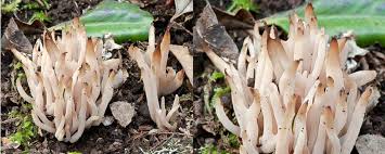 Attēlu rezultāti vaicājumam “Clavaria fumosa”