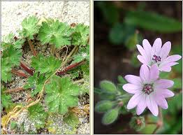 Attēlu rezultāti vaicājumam “Geranium molle flower”