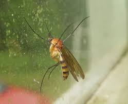 Attēlu rezultāti vaicājumam “Mycetophilidae”