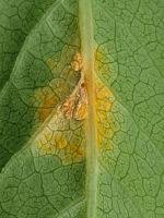 Attēlu rezultāti vaicājumam “Melampsora epitea”