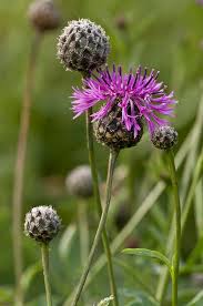 Attēlu rezultāti vaicājumam “Centaurea scabiosa”