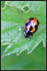 Attēlu rezultāti vaicājumam “Coccinella hieroglyphica”