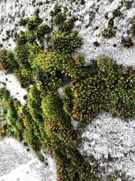 Attēlu rezultāti vaicājumam “Orthotrichum anomalum”