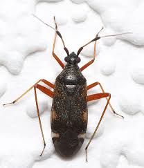 Attēlu rezultāti vaicājumam “Closterotomus biclavatus nymph”