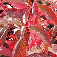 Attēlu rezultāti vaicājumam “Cornus sericea fruit”