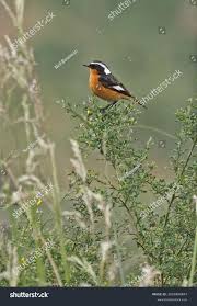 Image result for Phoenicurus moussieri