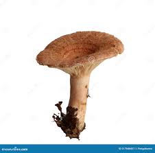 Attēlu rezultāti vaicājumam “Lactarius torminosus”