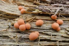 Attēlu rezultāti vaicājumam “Lycogala flavofuscum spores”