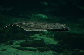 Image result for Hippoglossus hippoglossus