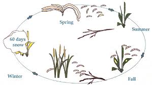Attēlu rezultāti vaicājumam “Dianema nivale spores”