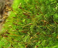 Attēlu rezultāti vaicājumam “Dicranum spurium”