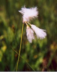 Attēlu rezultāti vaicājumam “Eriophorum gracile fruit”